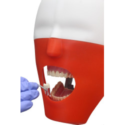 iPhantom Benchmount dental phantom head manikin
