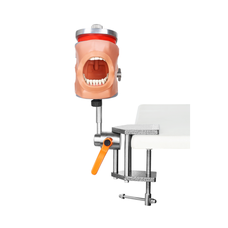 Dental Typodont Mounting Pole Rod