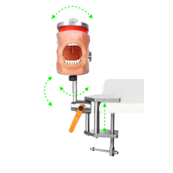 Dental Typodont Mounting Pole Rod