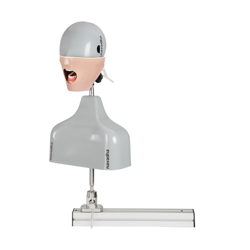 Csim dental phantom head manikin with Rail