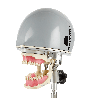 Orthodontic dental phantom head manikin