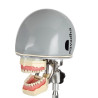 Endodontic dental phantom head manikin