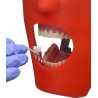 Endodontic dental phantom head manikin