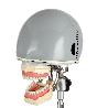Restorative dental phantom head manikin