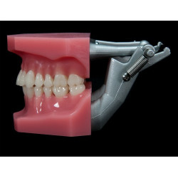 Spring-loaded plastic articulator