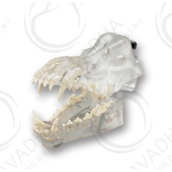 Canis Exemplar Dentoform Articulated Clear Model