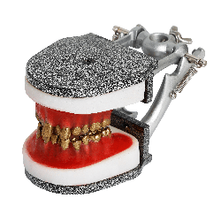 IDRR Orthodontic Training Jaw Model