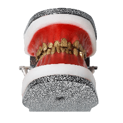 IDRR Orthodontic Training Jaw Model