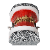 IDRR Orthodontic Training Jaw Model