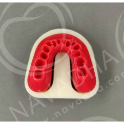IDRR Orthodontic Training Jaw Model