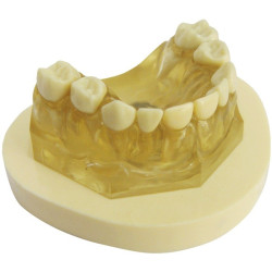 Base for Pedo Jaw