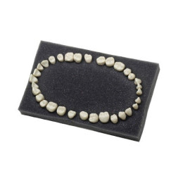 Navadha ZX Dental Typodont Teeth Set