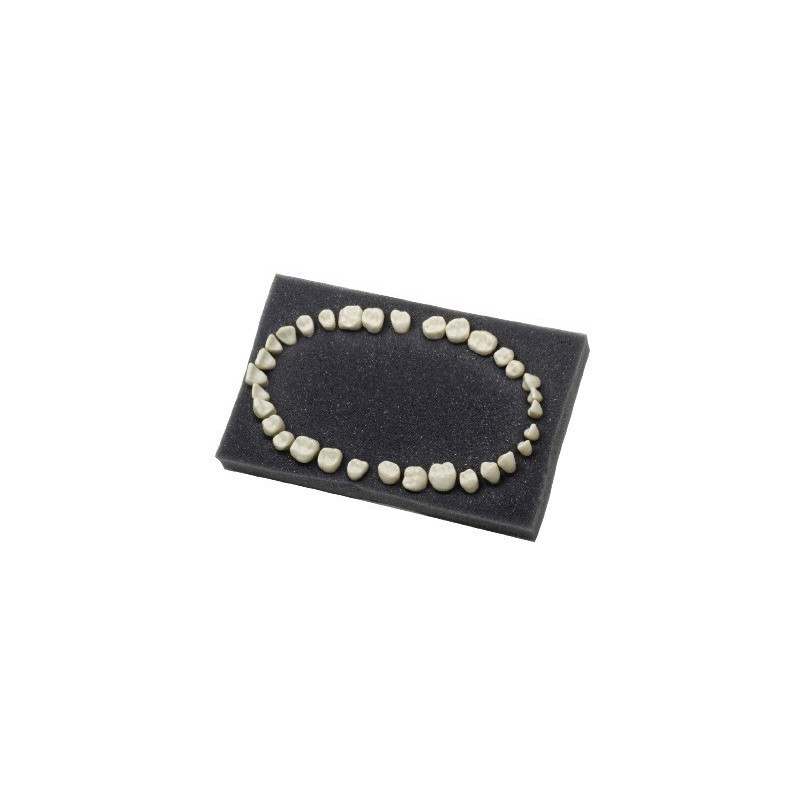 Navadha ZX Dental Typodont Teeth Set