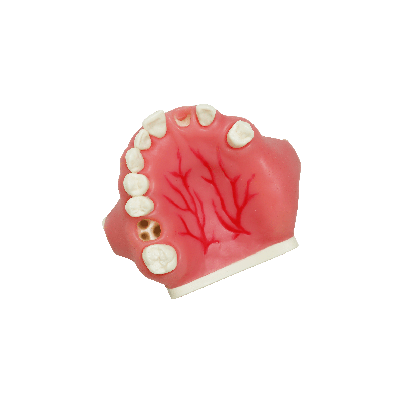 Model for implant placement with sinus septa