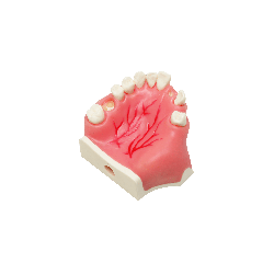 Model for implant placement with sinus septa