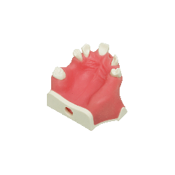 Model for immediate implant placement