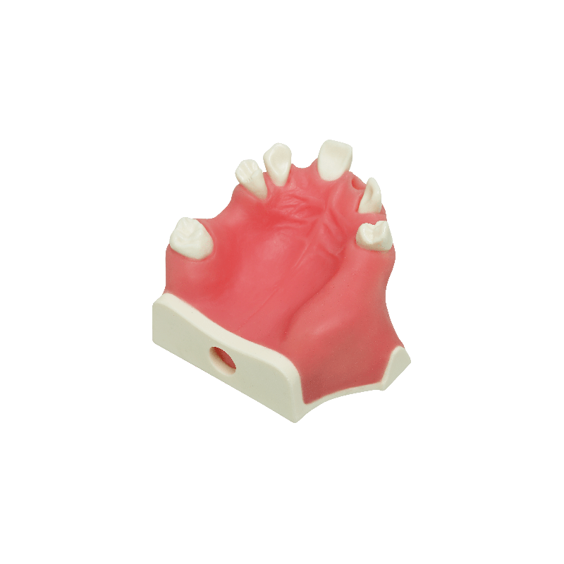 Model for immediate implant placement