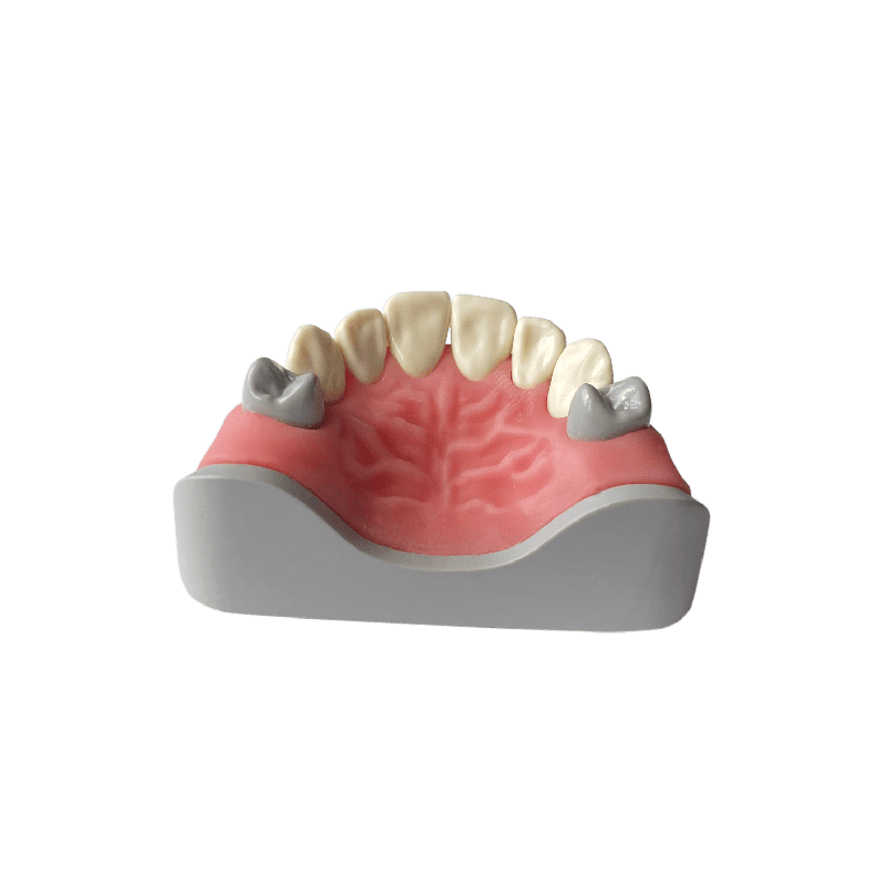 Anterior dentition model for restorations and Core Restorations (Upper)