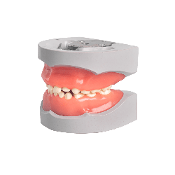 Pedodontic Mixed dentition model