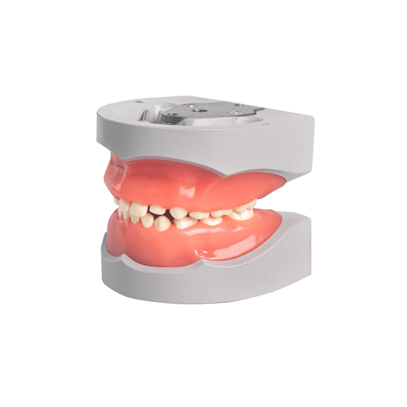 Pedodontic Mixed dentition model