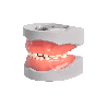 Pedodontic Mixed dentition model
