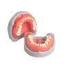 Pedodontic Mixed dentition model