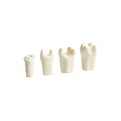 Prepared Teeth for Buildups and Post-and-Core Restorations (Upper) Prosthetic Dental Model