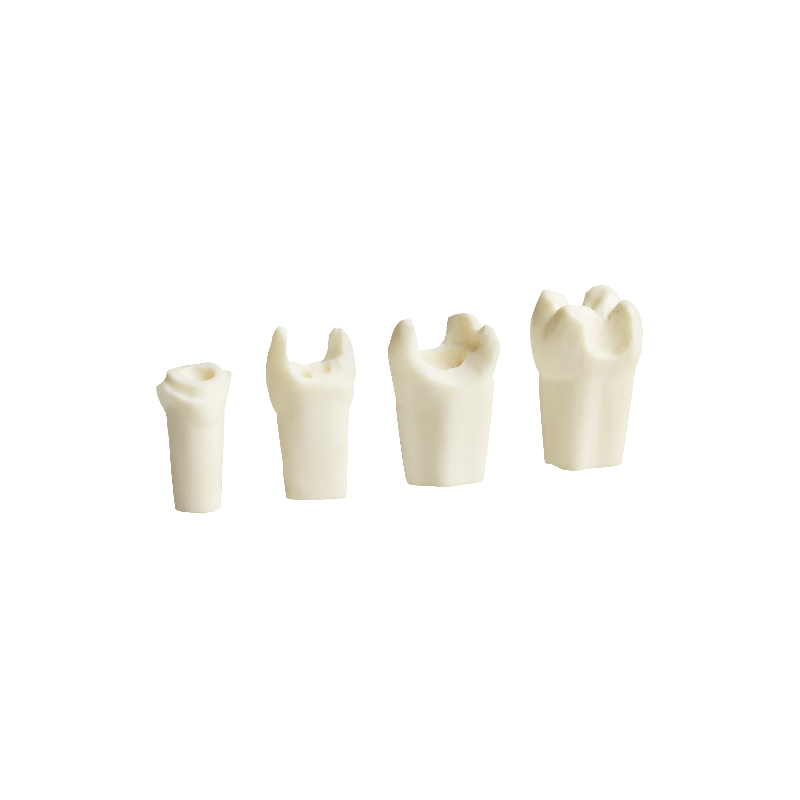 Prepared Teeth for Buildups and Post-and-Core Restorations (Upper) Prosthetic Dental Model