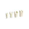 Prepared Teeth for Buildups and Post-and-Core Restorations (Upper) Prosthetic Dental Model