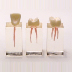 Parallelepiped for endodontic practice