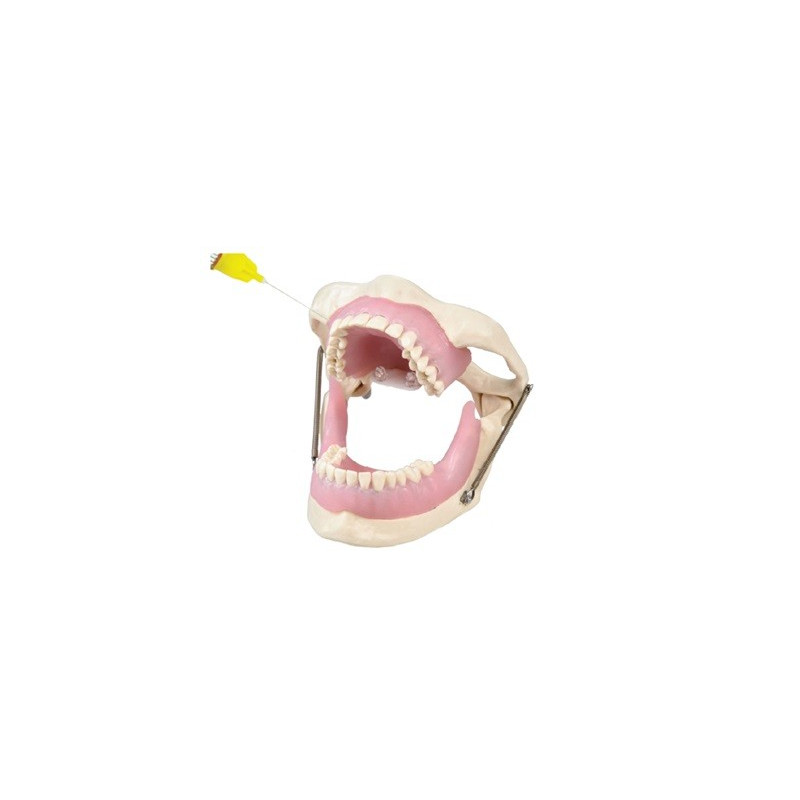 Anaesthetic practice Jaw