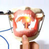 Anaesthetic practice Jaw