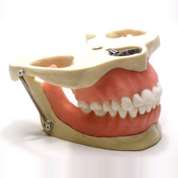 Anaesthetic practice Jaw