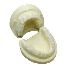 Radio-opaque X-Ray Dental Model