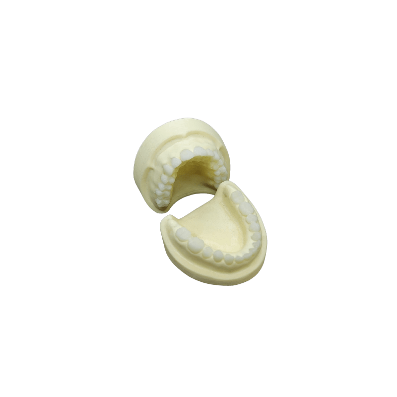 Radio-opaque X-Ray Dental Model