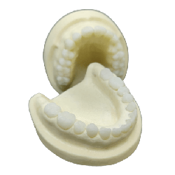 Radio-opaque X-Ray Dental Model