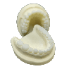 Radio-opaque X-Ray Dental Model