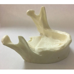 Model of mandible for practice of implantology