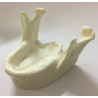 Model of mandible for practice of implantology