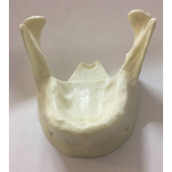 Model of mandible for practice of implantology