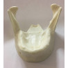 Model of mandible for practice of implantology