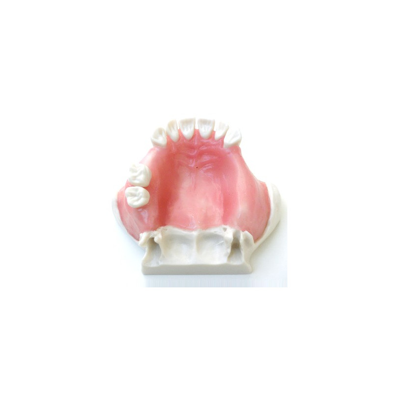 Dental Model for Sinus Lift