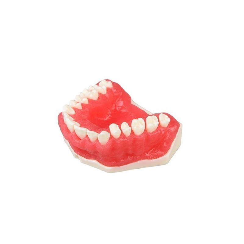 Upper model of periodontology