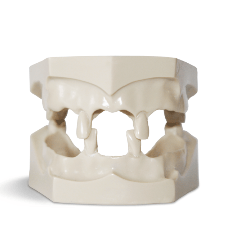 Dental Jaws for natural extracted teeth placement