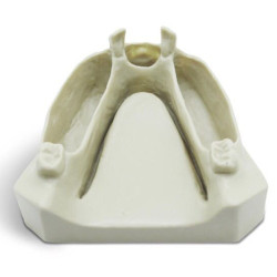 Dental Jaws for natural extracted teeth placement