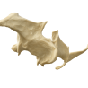 Full-Scale Anatomical Jaw Model with Sinus – Zygomatic Implant Training