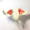 Full-Scale Anatomical Jaw Model with Sinus – Zygomatic Implant Training