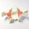 Full-Scale Anatomical Jaw Model with Sinus – Zygomatic Implant Training
