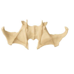 Full-Scale Anatomical Jaw Model with Sinus – Zygomatic Implant Training