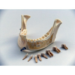Dental anatomical mandible with extractable teeth